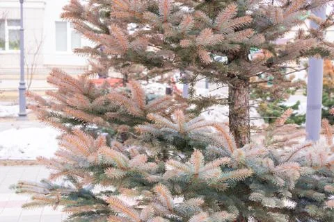 Branches of blue spruce reddened from adverse conditions, unsuccessful transp Stock Photos