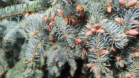Branches of blue spruce sway in wind. Fluffy Christmas tree on sunny day in 库存影片 315336926