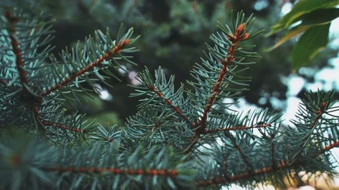 Branches of blue spruce swaying in the wind. close-up of pine needles. Vidéo 145131745