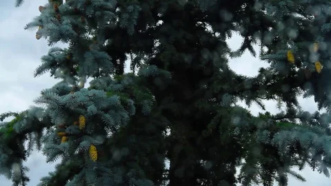 Branches Of Blue Spruce Tree Stock Footage 80477653