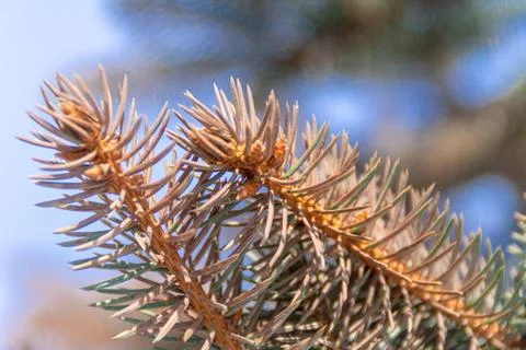 Branches of blue spruce which changed color needles to brown, Picea pungens m Foto stock