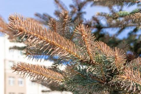 Branches of blue spruce which changed color of needles to brown, Picea pungen Stock Photos