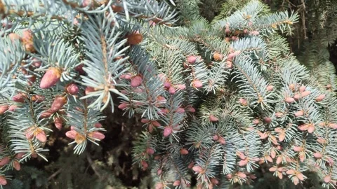 Branches of a blue spruce with young pink cones. Coniferous twigs in close-up Vidéo 312702743