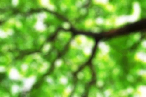 Branches with blurred image. Stock Photos