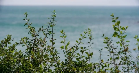 BRANCHES WITH BLURRED WATER BACKGROUND 스톡 동영상 83017127