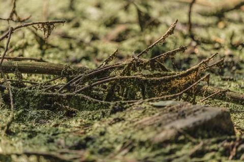 Branches   in   bog Stock-Fotos