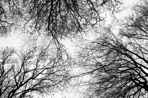 Branches bottom view Stock Photos