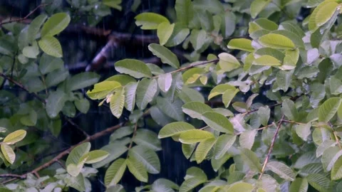 Branches bow, their burdens caught, streams of light and water plot Stock Footage 296633728
