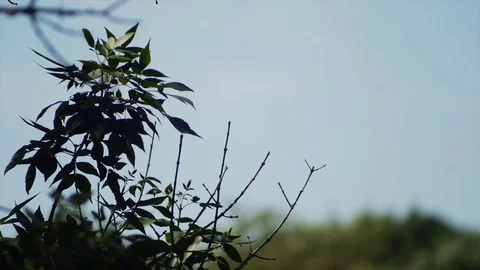 Branches in the breeze 3 video package Stockbeeldmateriaal 78992294