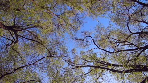 Branches with bright green leaves on trees in spring park Vídeo Stock 74155365