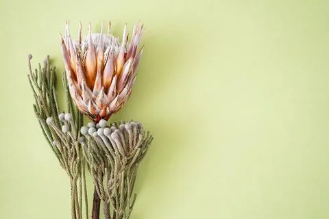 Branches of brunia and protea on a light green background with space for text Stock-Fotos