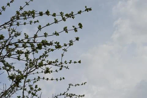 Branches with budding leaves under a cloudy sky during early spring in a natural Stock Photos