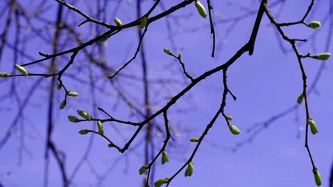 Branches with buds against the blue sky. Stock Footage 168821996