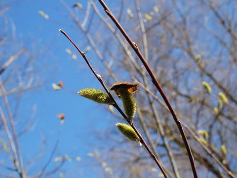 Branches buds Foto stock
