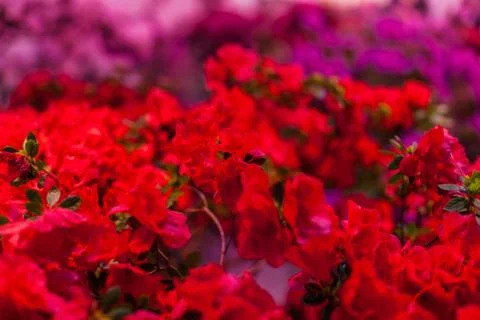 Branches with buds. Foto stock