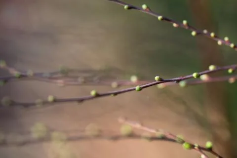 Branches with buds, spring background, macro image with small depth of field Stock Photos