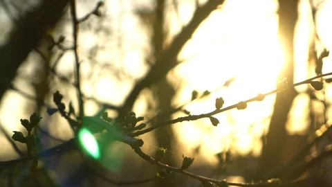 The branches buds on the sunset. Sunset Stock Footage 128311394
