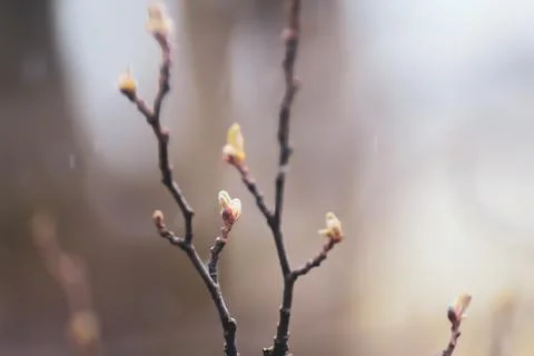 Branches with buds under the spring rain, selective focus. Stock Photos