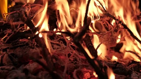 Branches burn in the fire. Stock Footage 81491358