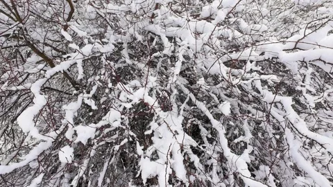 The branches of the bush are covered in a large amount of snow. Filmed in winter Vidéo 321840159