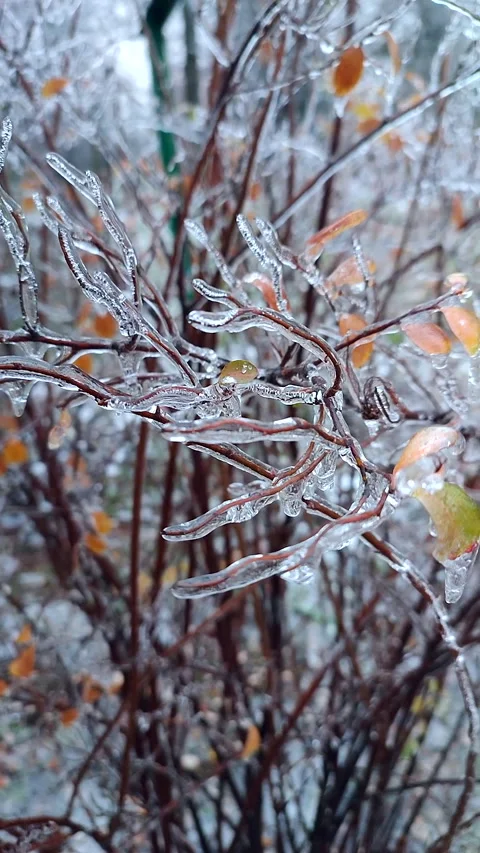 Branches of bush covered ice after rain in frost in winter close-up. Vertical Stock Footage 329589701