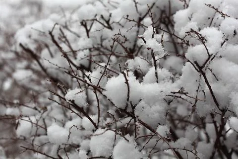 Branches of a bush covered with a thick layer of snow Stock Photos