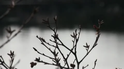 Branches of the bush 動画素材 11061430