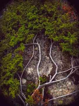 Branches of bush Stock Photos