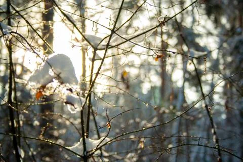 Branches of a bush Stock Photos