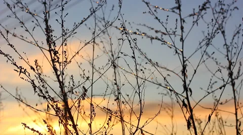 Branches of the bush at sunset Video stock 36895723