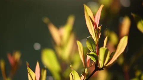 Branches of bushes and trees covered with green foliage. Stock Footage 257658642