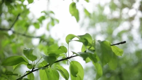 Branches of bushes and trees covered with green foliage. Stock Footage 271181719