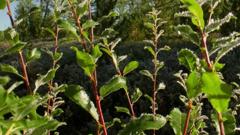 Branches of bushes in hoarfrost Stock Footage 197510104