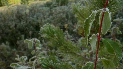 Branches of bushes in hoarfrost Stock Footage 201170842