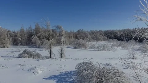 Branches of bushes in ice Stock Footage 85832730