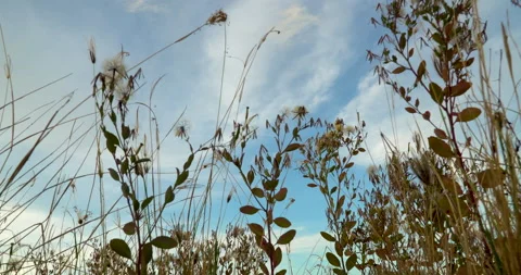 Branches in the bushes in the wind against the background of the blue sky Stock Footage 135474400
