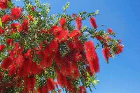 Branches of Callistemon viminalis  tree ( Melaleuca viminalis ) Stock Photos