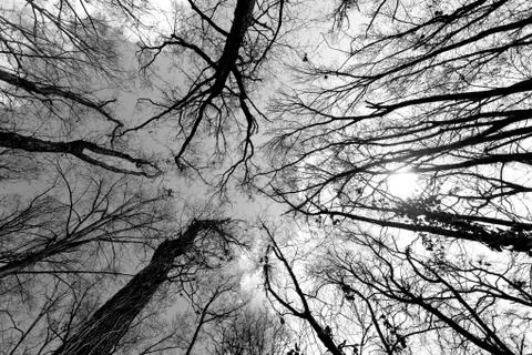 Branches caress the sky Stock Photos