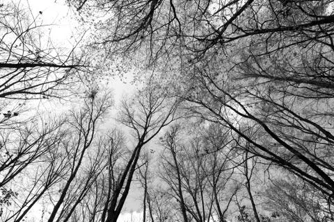 Branches caress the sky Stock Photos