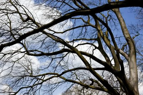 Branches caress the sky Stock Photos