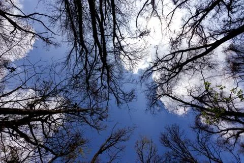 Branches caress the sky Stock Photos
