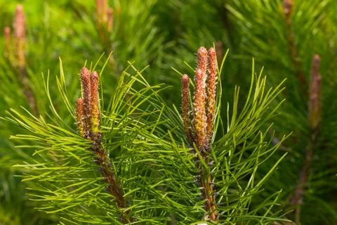 The branches of cedar. Background of the branches of Siberian cedar.New cones on Stock-Fotos