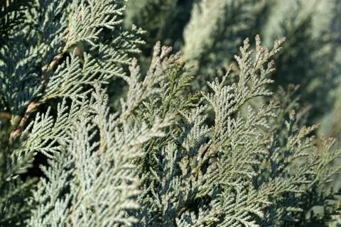 Branches of Cedar tree Stock-Fotos