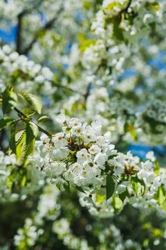 Branches of a cherry blossom tree show clusters of white flowers under sunlig 스톡 사진