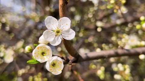 Branches of a cherry blossom tree with white flowers sway in the wind. Stock-Footage 311075514