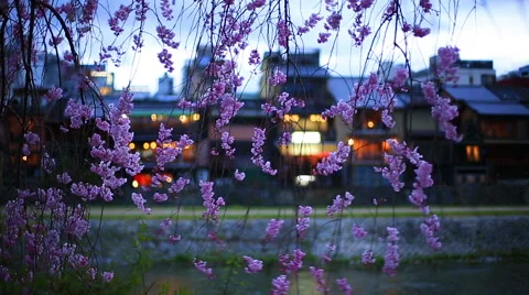 The branches of cherry blossoms against a background of the evening Kyoto. Stock Footage 48899662