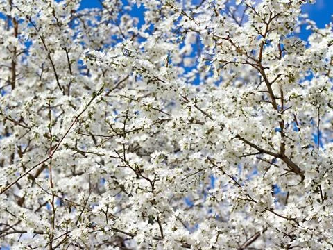Branches of cherry blossoms in the background Stock-Fotos