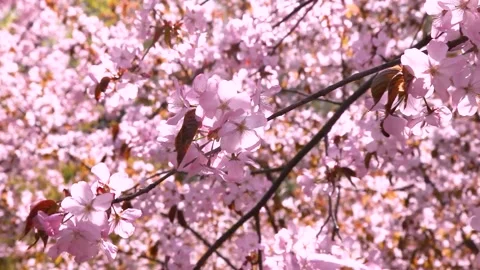 Branches of cherry blossoms in the blue sky. Stock Footage 186205088