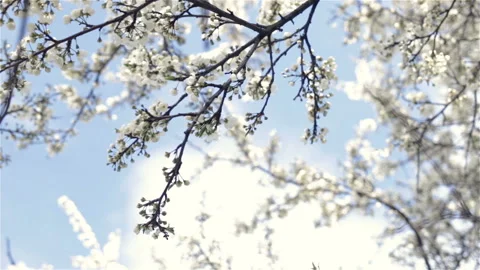 Branches of the cherry blossoms closeup view from below up against the sky, trac Stock Footage 100342786