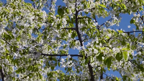 Branches of cherry blossoms 動画素材 131599145